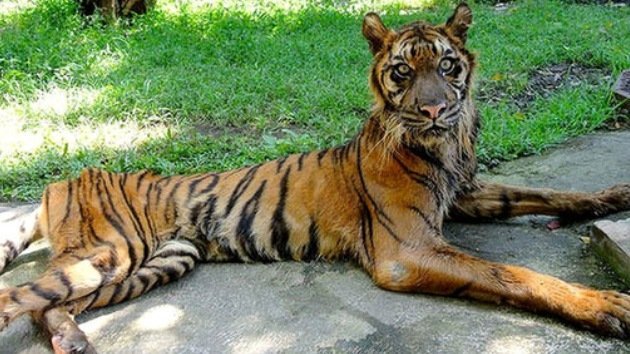 Clamor en Internet: Cierren el "Zoo de la Muerte"