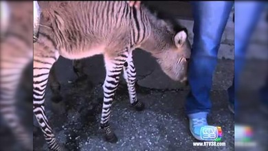 Un peculiar potro, resultado del cruce de un burro y una cebra