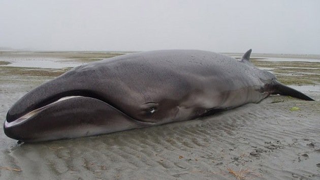 Encuentran una ballena dada por extinta