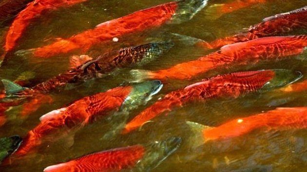 "El salmón mutante, un arma de EE.UU. en la guerra biológica contra Rusia"