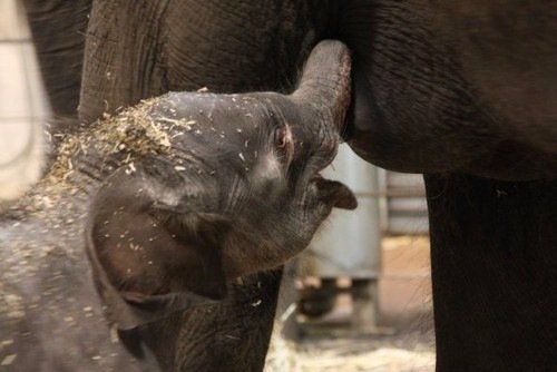 En Sidney nace la primera hembra de una raza de elefantes en peligro de extinción