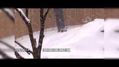 Listo para ir al circo: un simpático panda da un salto mortal en la nieve