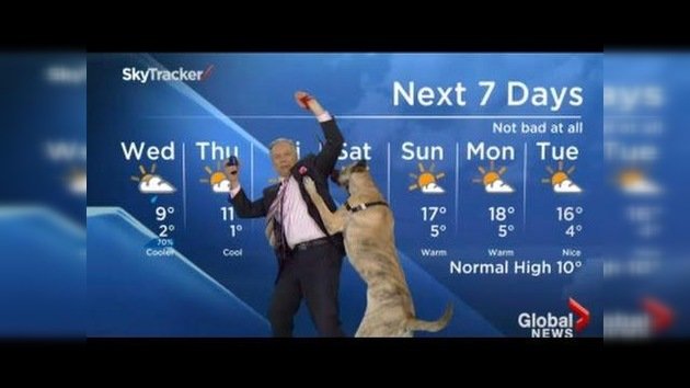 Esto es lo que pasa cuando se sale con un perro a dar el pronóstico del tiempo