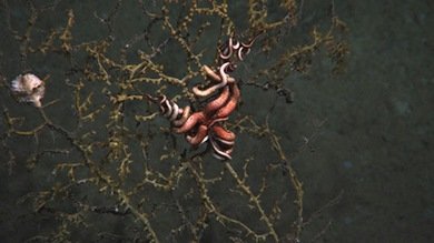 La catástrofe de BP de 2010 dejó un enorme "anillo" de crudo