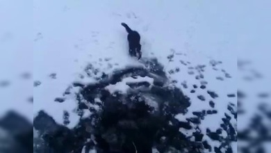 Un astuto visón le roba la pesca a un ruso