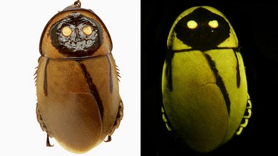 El top 10 de las especies recién descubiertas