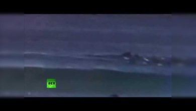 Una ballena deja K.O. a un surfista en Australia
