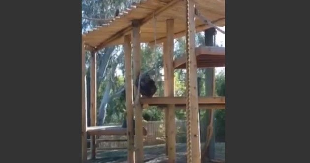 Orangután 'intenta suicidarse' en frente de una multitud en un zoo
