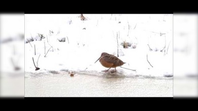 Un pájaro bailarín te enseña a mover el esqueleto