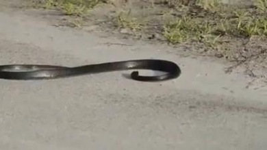 La increíble danza de una serpiente ‘drogada’