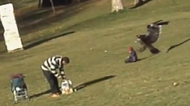 Video: A los niños los trae la cigüeña... ¿y se los lleva el águila?