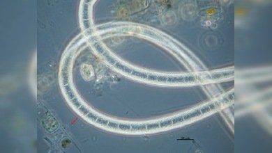 Encuentran en el Pacífico enormes colonias de megabacterias