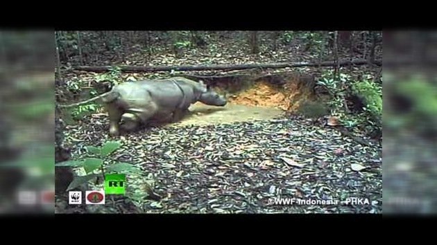 Cámaras ocultas registran un rinoceronte considerado extinto