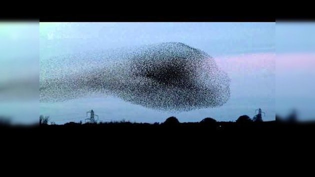 Increíbles imágenes del vuelo de miles de aves en formación