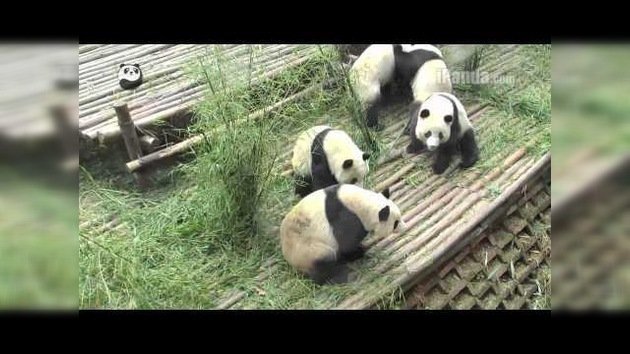No todo iba a ser ternura: Unos pandas pelean por unas manzanas