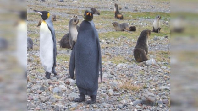 Aparece en el Polo Sur un pingüino completamente negro