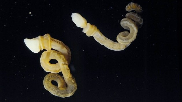 Un fósil de un 'gusano fálico' completa la cadena evolutiva de los cuerpos blandos