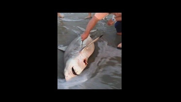 Tiburón muerto da a luz a tres crías con la ayuda de un turista