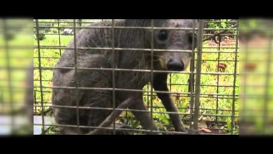 Una familia de Texas encuentra un "chupacabras" atrapado en su jardín