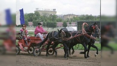 La tradicional carrera de trotones rusos