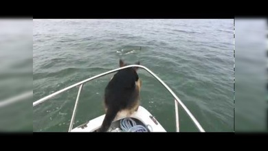 El perro que quería nadar como un delfín