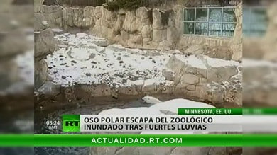 Un oso polar escapa del zoológico inundado tras fuertes lluvias