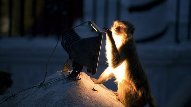 Científicos logran 'activar' cerebro de monos con ayuda de la luz