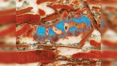 Hallan el animal más antiguo de la Tierra