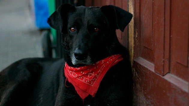 'Matapaco', el perro revolucionario que no se pierde una protesta en Chile