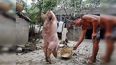 Una cerdita de dos patas aprendió a caminar