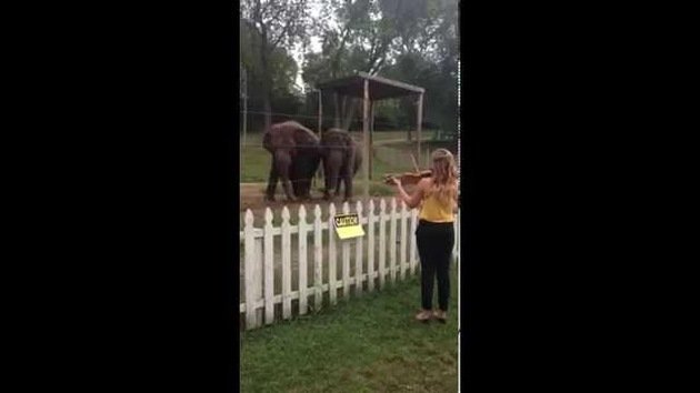 Elefantes bailan al son de la música de Bach