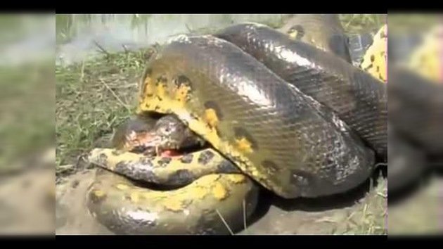 Duelo animal: Lucha mortal entre una anaconda y un cocodrilo