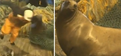 Sálvese quien pueda: Agresivo lobo marino ataca a marineros rusos y un perro