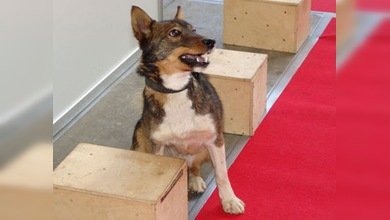 Los perros-chacales rusos como 'elemento de seguridad'