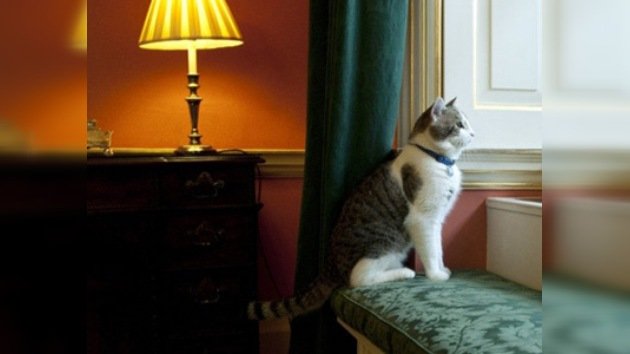 Downing Street 'contrata' a un gato para cazar ratas
