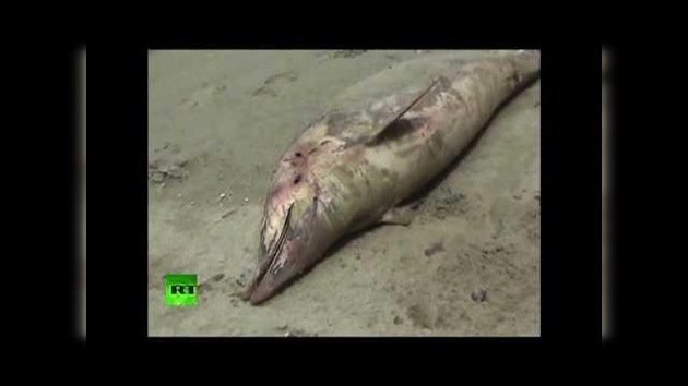 Perú: Inexplicable muerte masiva de centenares de delfines