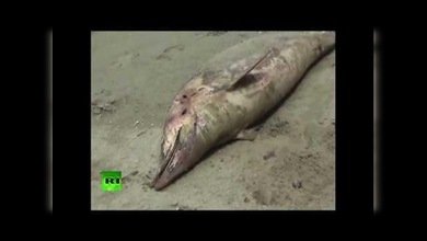 Perú: Inexplicable muerte masiva de centenares de delfines
