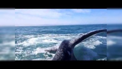 Tortazo de cetáceo: Una ballena golpea con su aleta a una turista