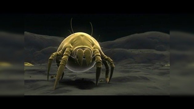 Insectos microscópicos 'alienígenas' que se alimentan de piel humana (animación)