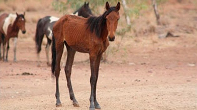 Australia sacrificará más de 10.000 caballos salvajes 'condenados' por el hambre y la sed