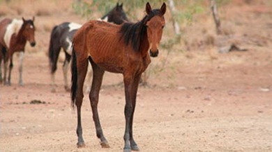 Australia sacrificará más de 10.000 caballos salvajes 'condenados' por el hambre y la sed