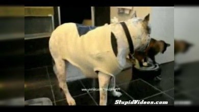 Un gato montado en una 'nave' marca su territorio