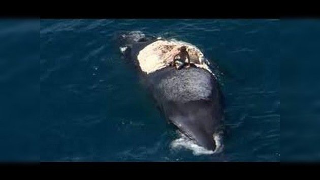 Un joven se sube a una ballena muerta rodeada de tiburones hambrientos