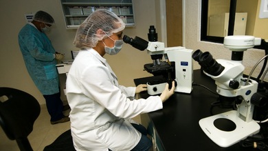 Descubren un virus antiguo esencial para el desarrollo del ser humano