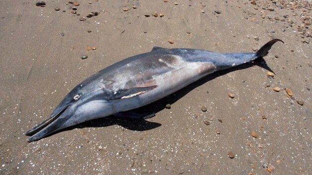 Descubren un nuevo virus que causó la muerte a un delfín en EE.UU.
