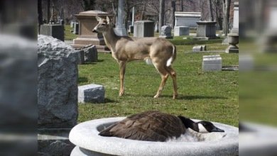 Enigma del mundo animal: un ciervo asumió el papel de protector de una gansa