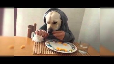 El desayuno perruno
