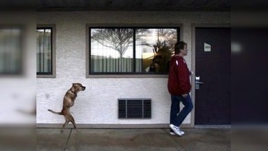 Una perra de dos patas se convierte en sargento del Ejército