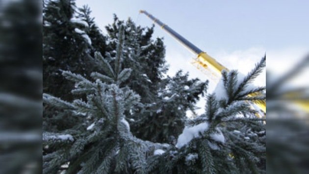 El principal árbol de Navidad de Rusia, cortado y preparado para su viaje