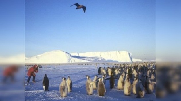 Pingüinos y focas antárticos están amenazados por el cambio climático